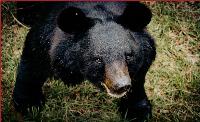 Lessons from life with the black bears in New Mexico's mountains
