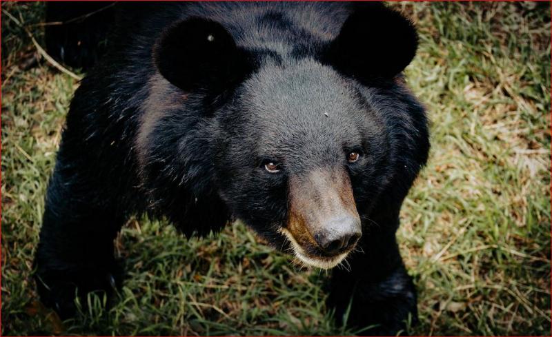NextImg:Lessons from life with the black bears in New Mexico's mountains