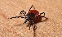 ‘Let’s bioengineer the ticks to make people allergic to red meat!’