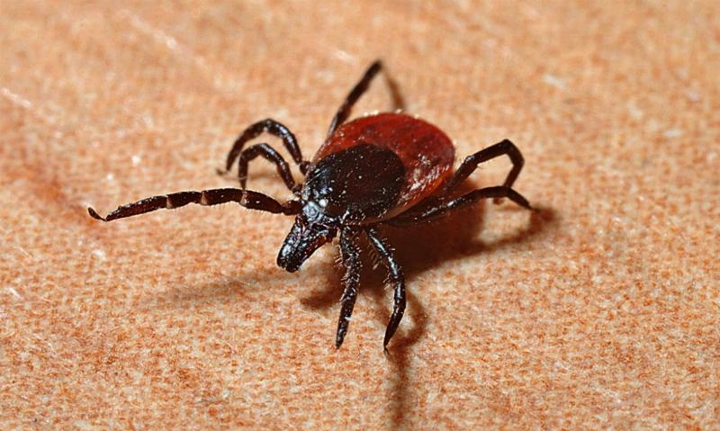 NextImg:‘Let’s bioengineer the ticks to make people allergic to red meat!’