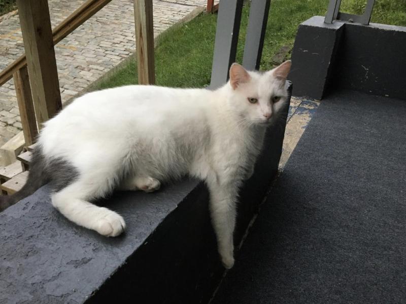 NextImg:Globalized labor killed Laddie the Cat