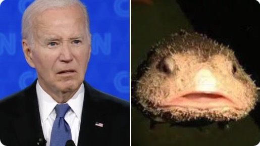 Was it just Biden who imploded or did the whole Democrat party implode, too?
