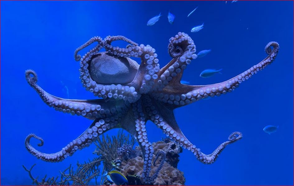 Trump takes on the octopus