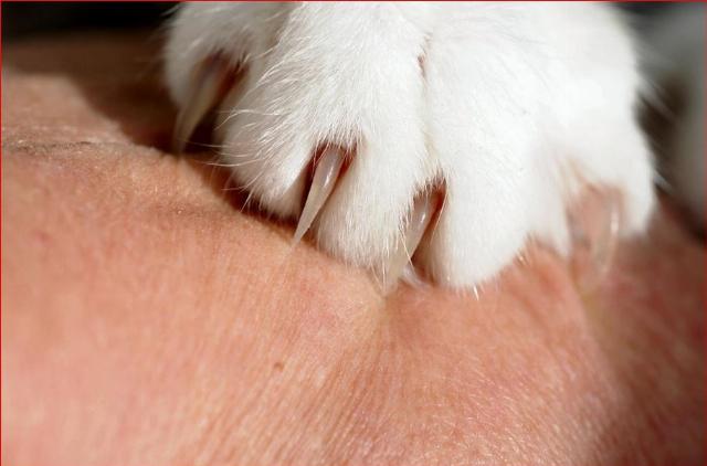 Cat claws