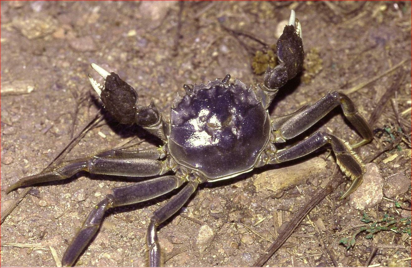Chinese crabs infiltrating the U.S.?