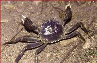 Chinese crabs infiltrating the U.S.?