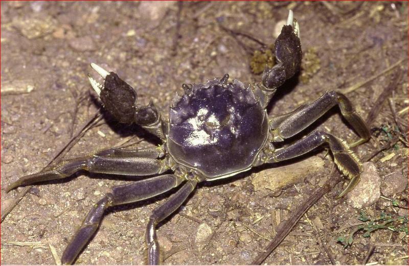 NextImg:Chinese crabs infiltrating the U.S.?