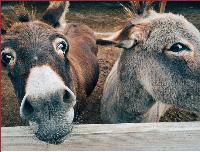 Democrats nothing more than contrarians to Trump