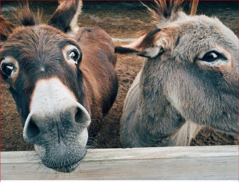 NextImg:Democrats nothing more than contrarians to Trump