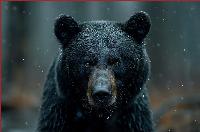 After woman is savagely mauled by a bear in the Sierras, environmental wackos argue bears wouldn't dream of doing such a thing