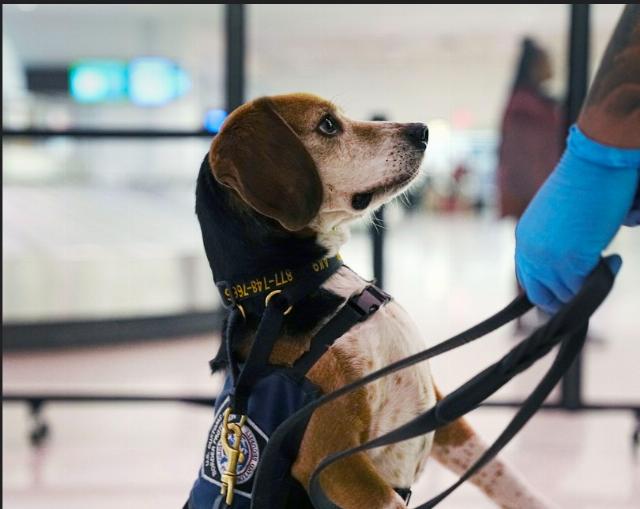 Customs and Border Patrol beagle