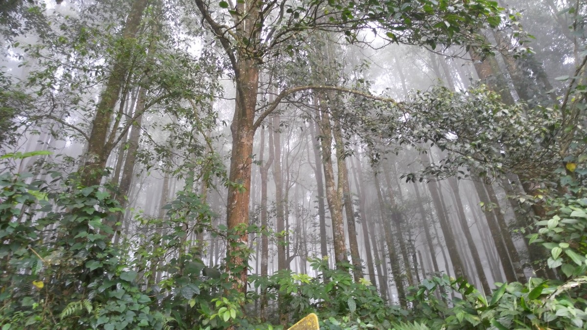 Asian forests victims of intolerable ‘green’ lie