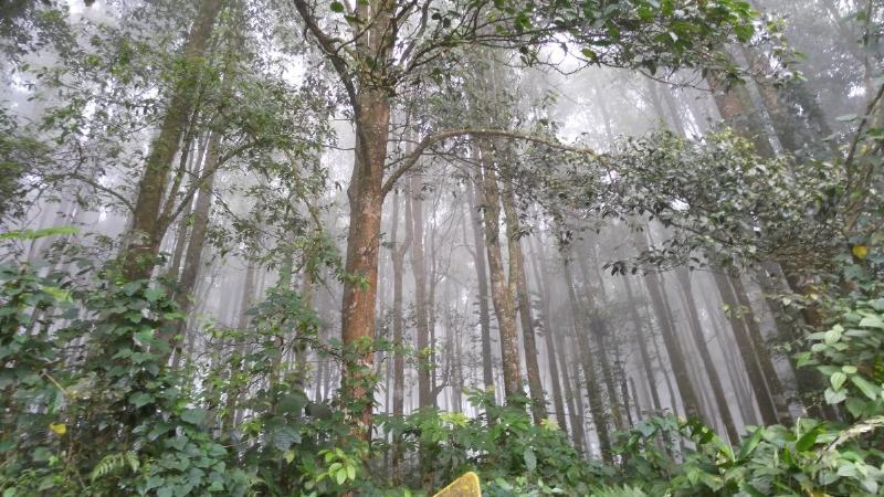 NextImg:Asian forests victims of intolerable ‘green’ lie