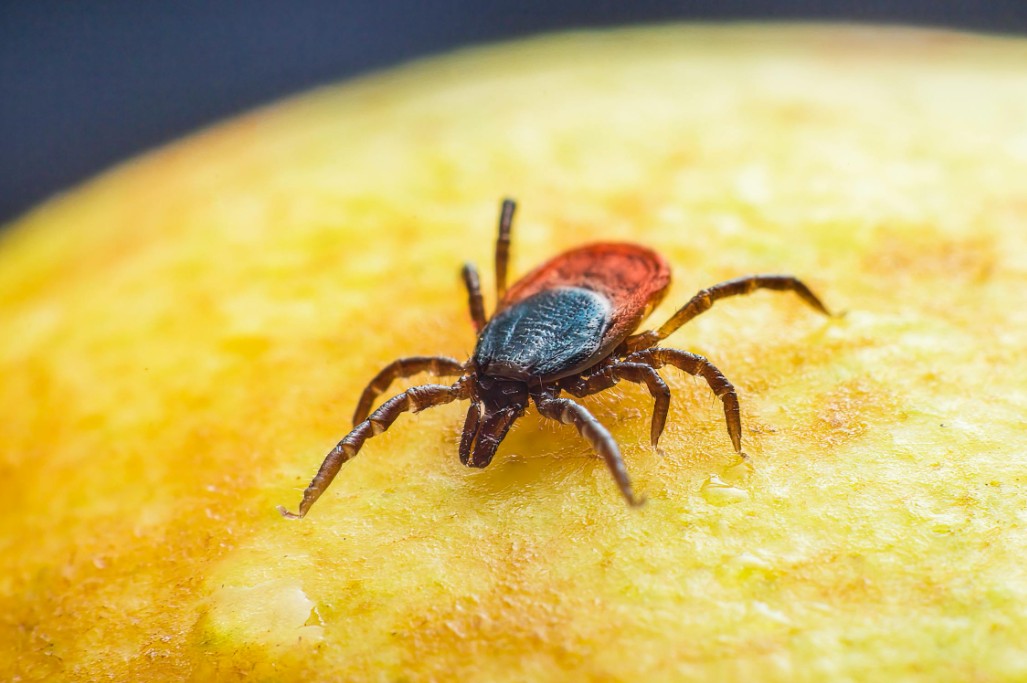 Researchers consider infecting Americans with ticks to make them allergic to red meat