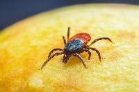 Researchers consider infecting Americans with ticks to make them allergic to red meat