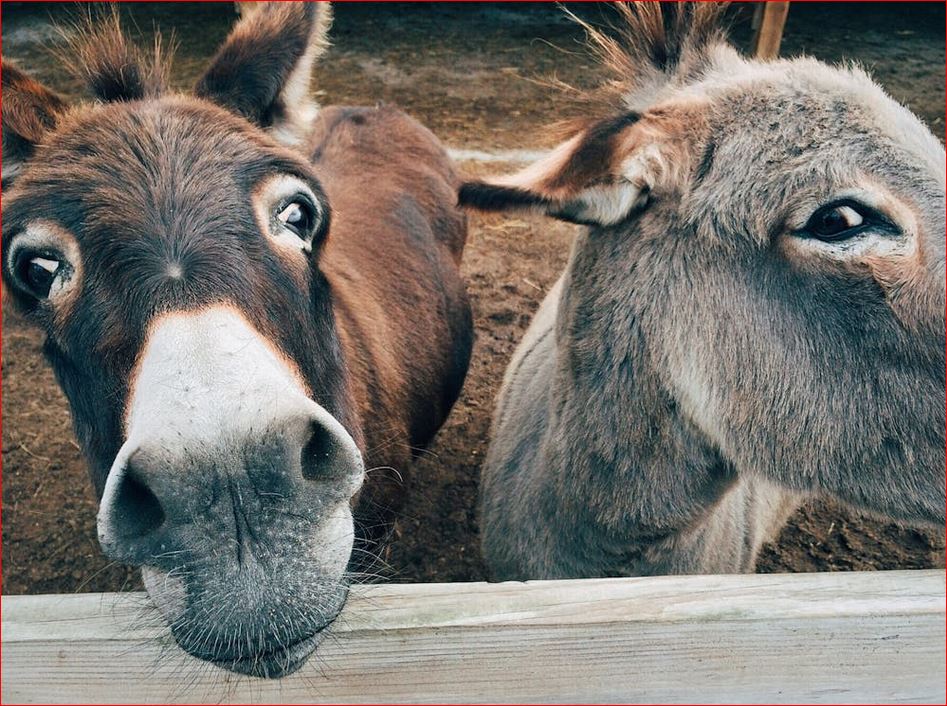 What Next for the Democrats?