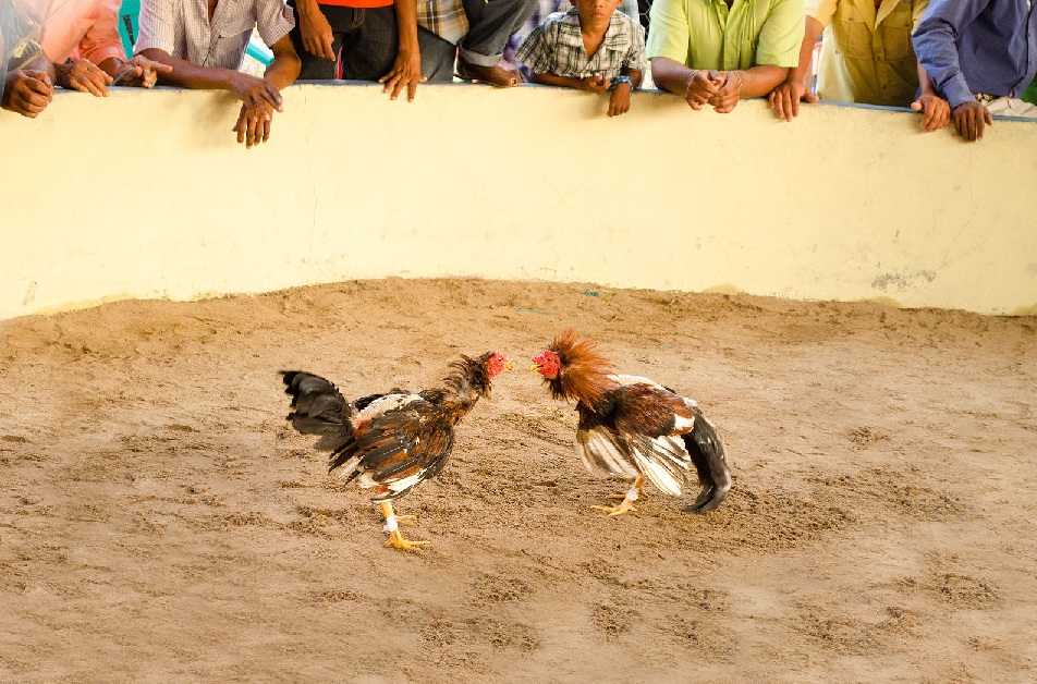 When horses and roosters met ICE