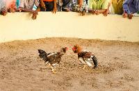 When horses and roosters met ICE