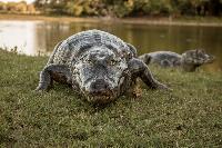 Give me gators, not district judges