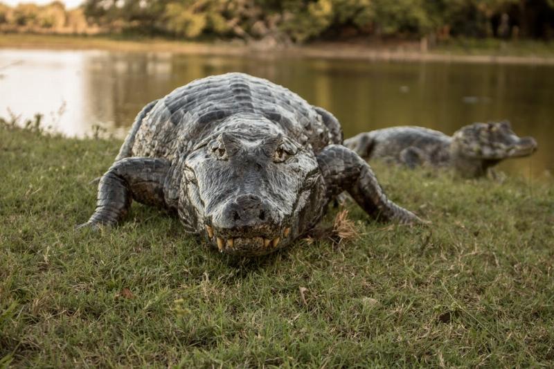 NextImg:Give me gators, not district judges