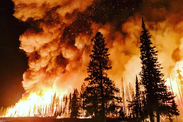Muslim migrants caught ‘red-handed’ burning down forests as an act of jihad