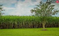 Who will harvest the cane sugar for our soda?