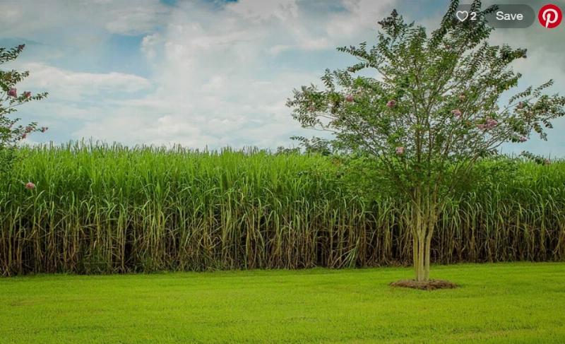 NextImg:Who will harvest the cane sugar for our soda?
